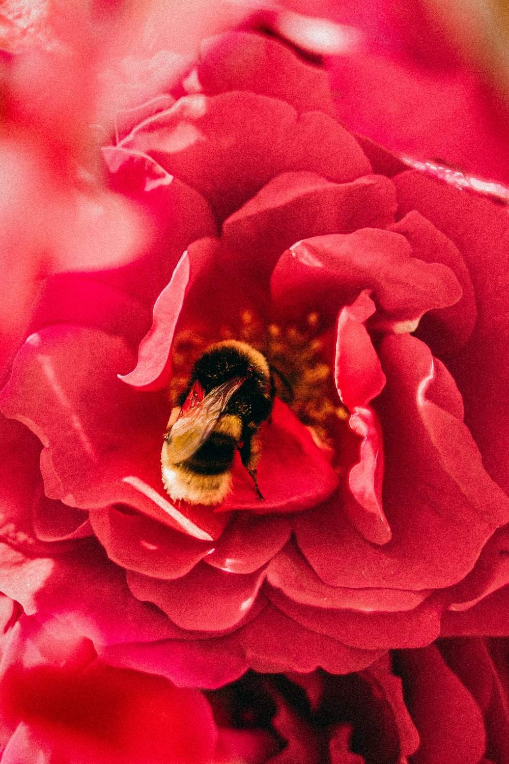 Ape nera e gialla su fiore rosa