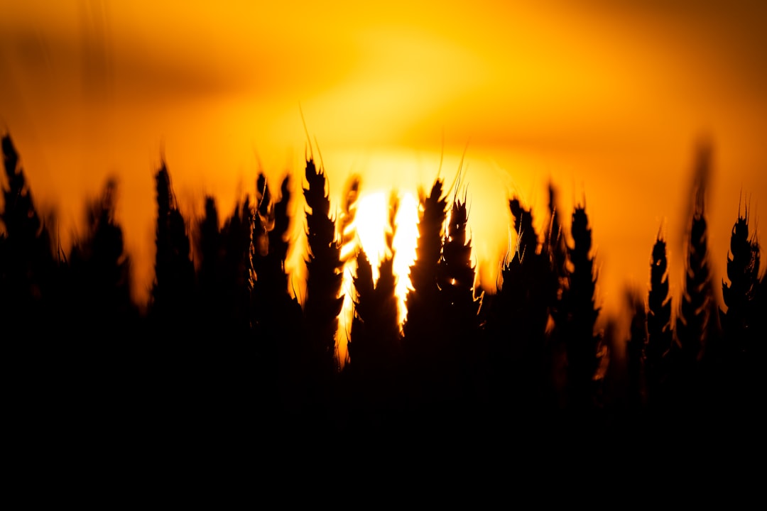 silhouette of trees during sunset