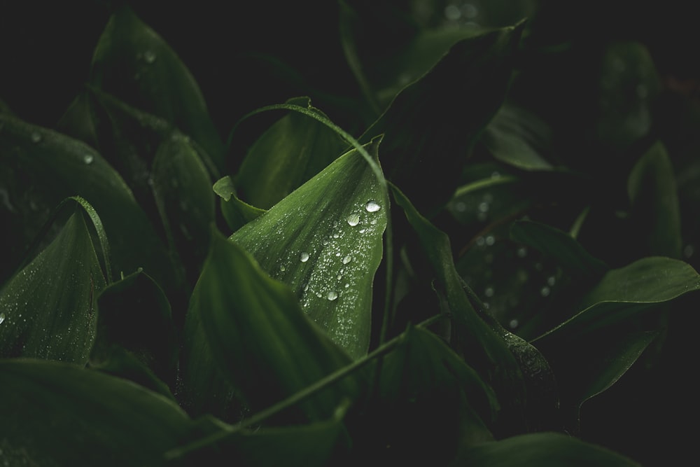 water droplets on green plant