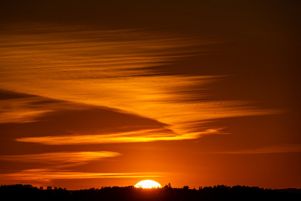 silhouette of trees during sunset