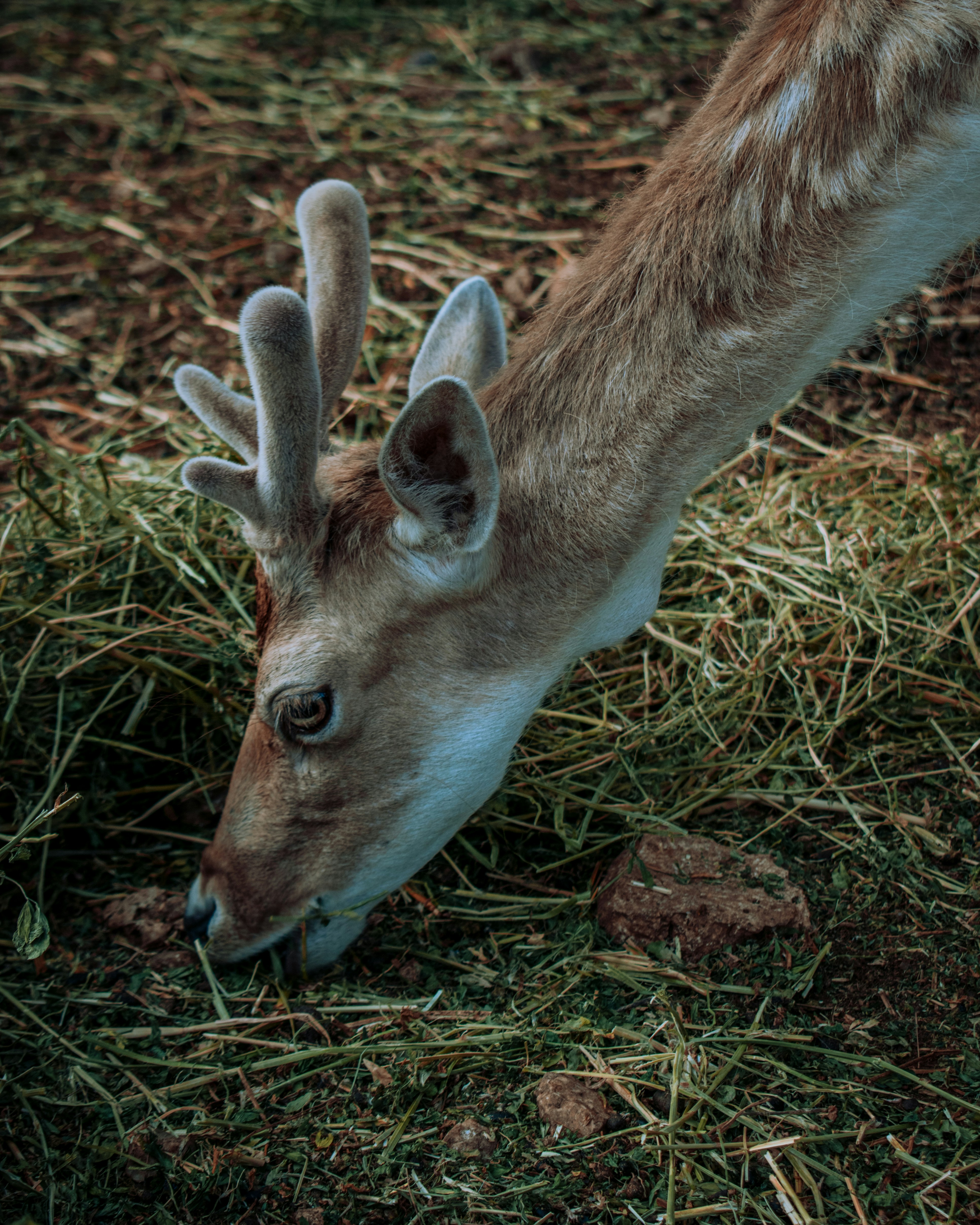 brown deer lying on brown grass during daytime