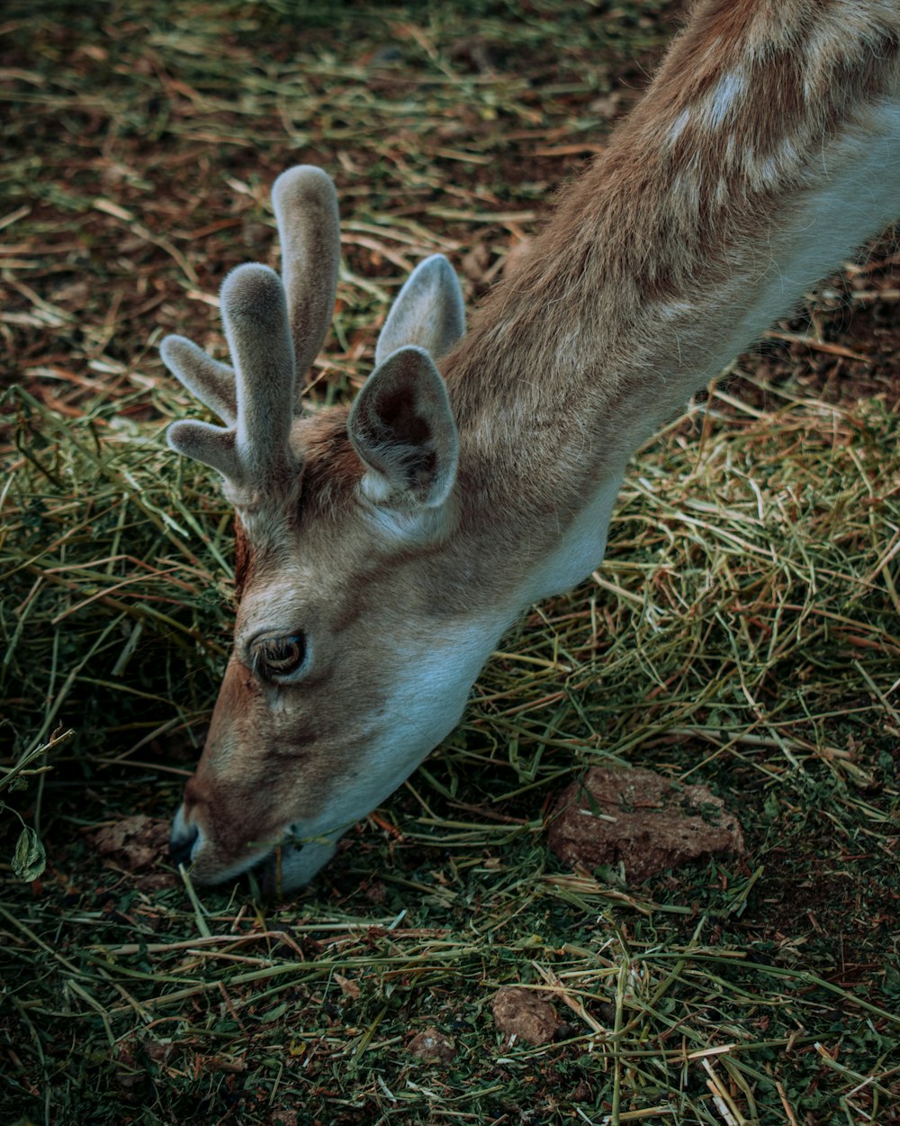 brown deer lying on brown grass during daytime