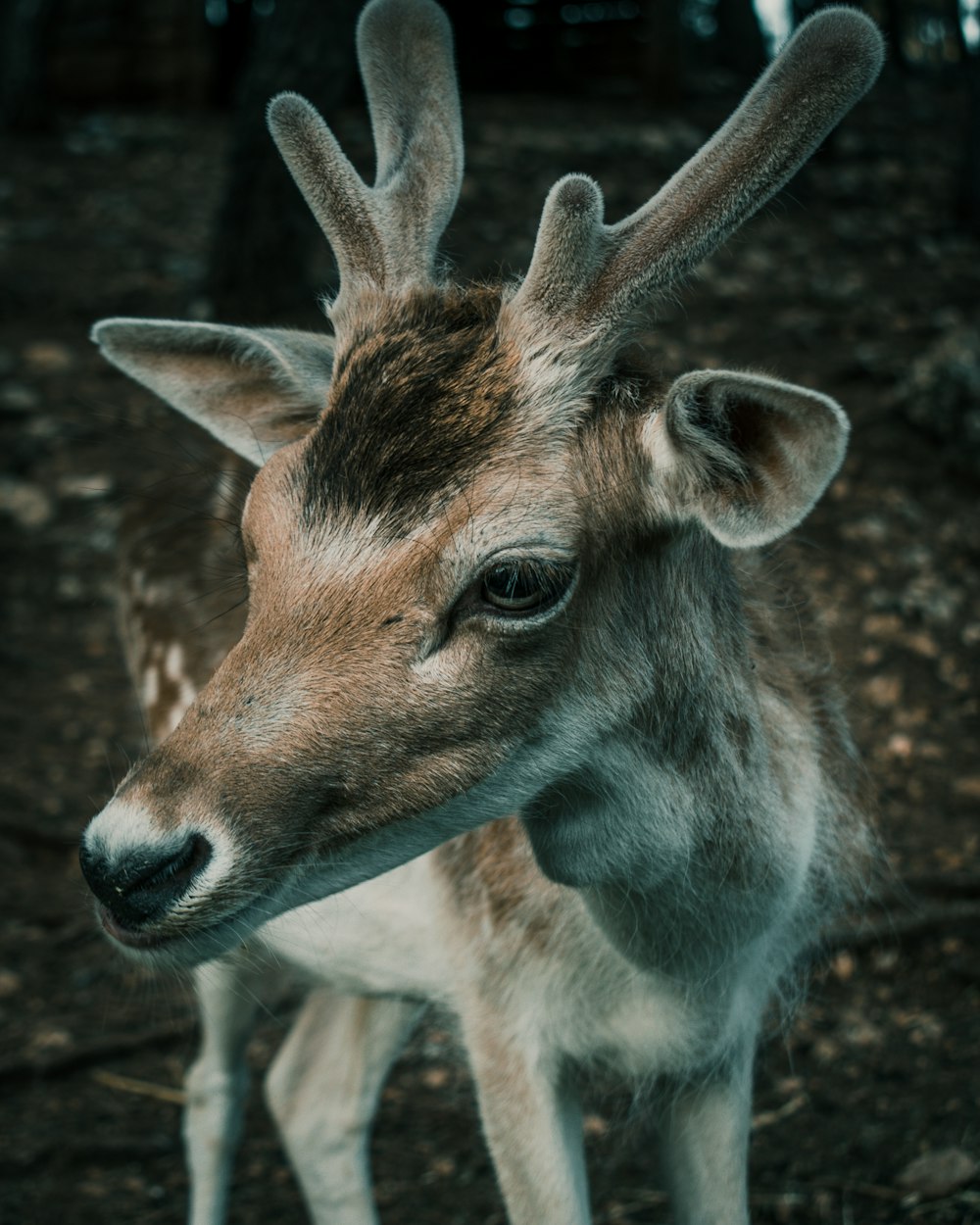brown and white deer in close up photography