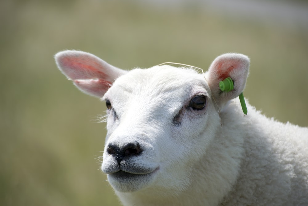 white goat in tilt shift lens