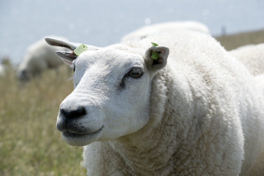 white sheep in close up photography