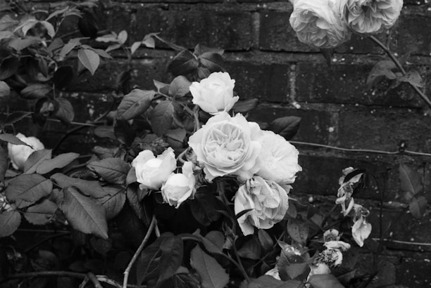 Black and white photograph showcasing a group of blooming roses with intricate petal details against a textured brick wall background. The leaves are abundant and contrast sharply with the delicate petals.