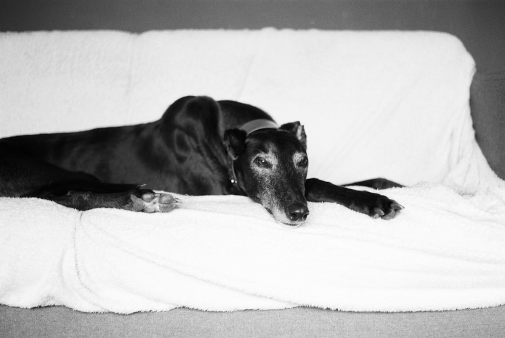 black and white short coated dog lying on white textile