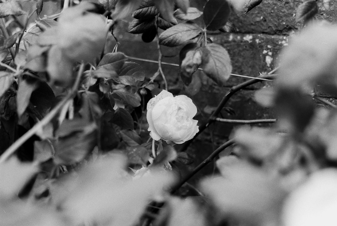 greyscale photo of white roses