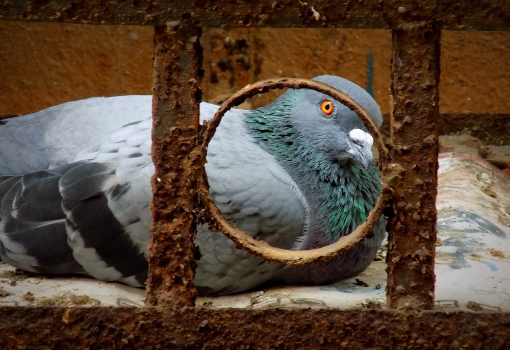 white and green bird on brown wooden cage