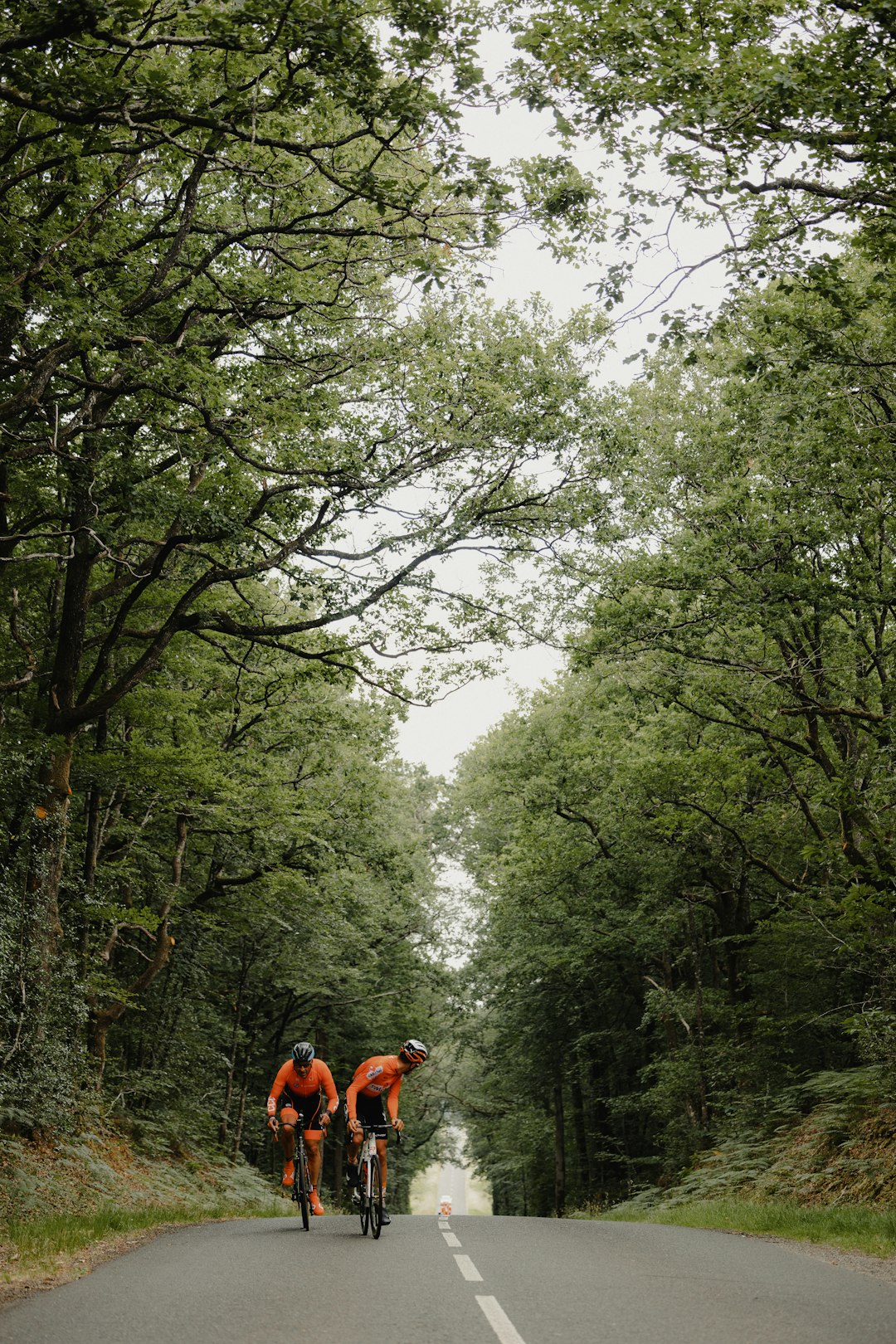 people walking on pathway between green trees during daytime