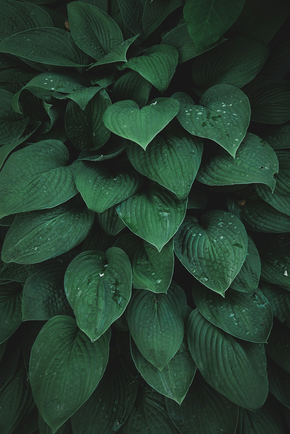 green leaves with water droplets