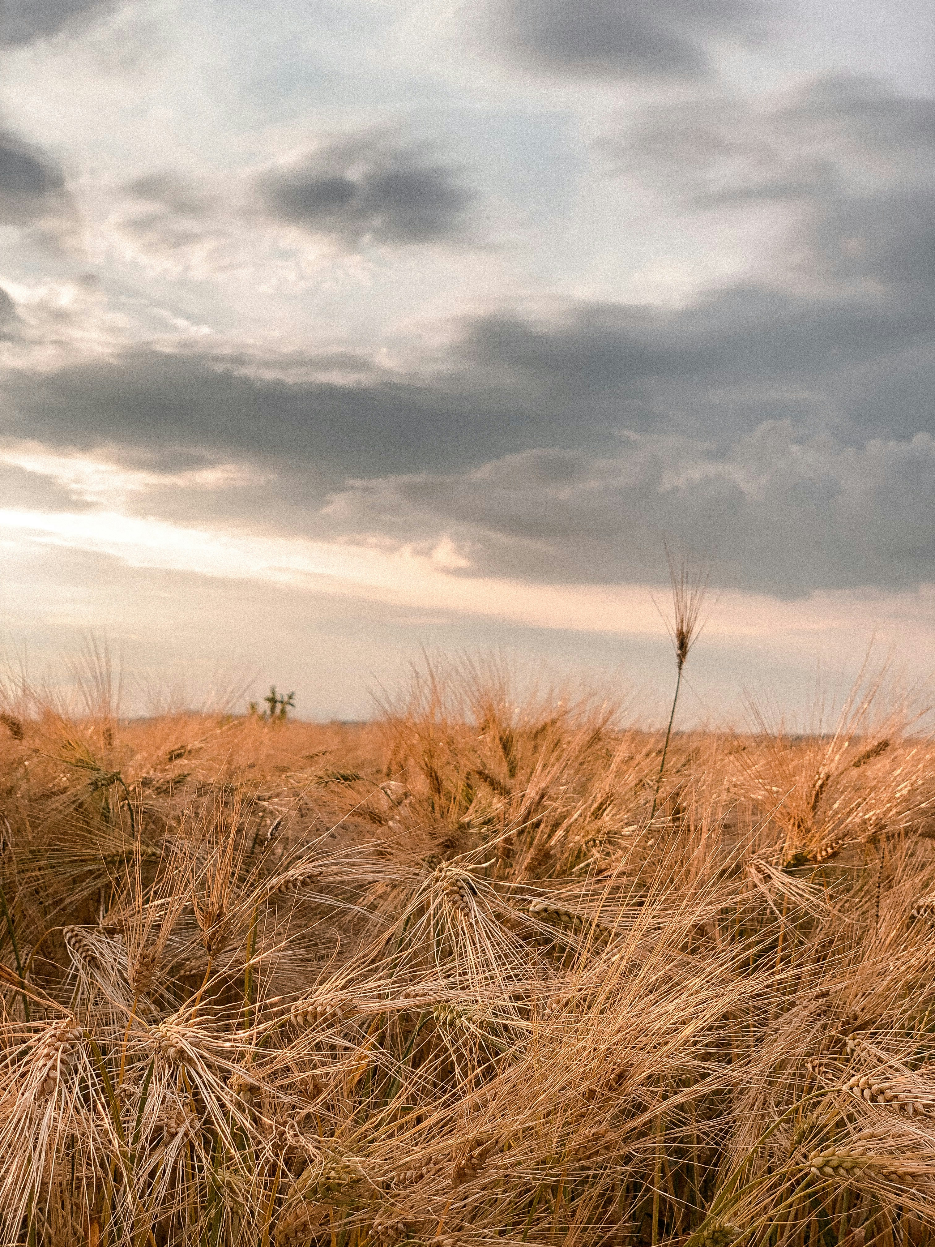 brown grass field under cloudy sky during daytime
