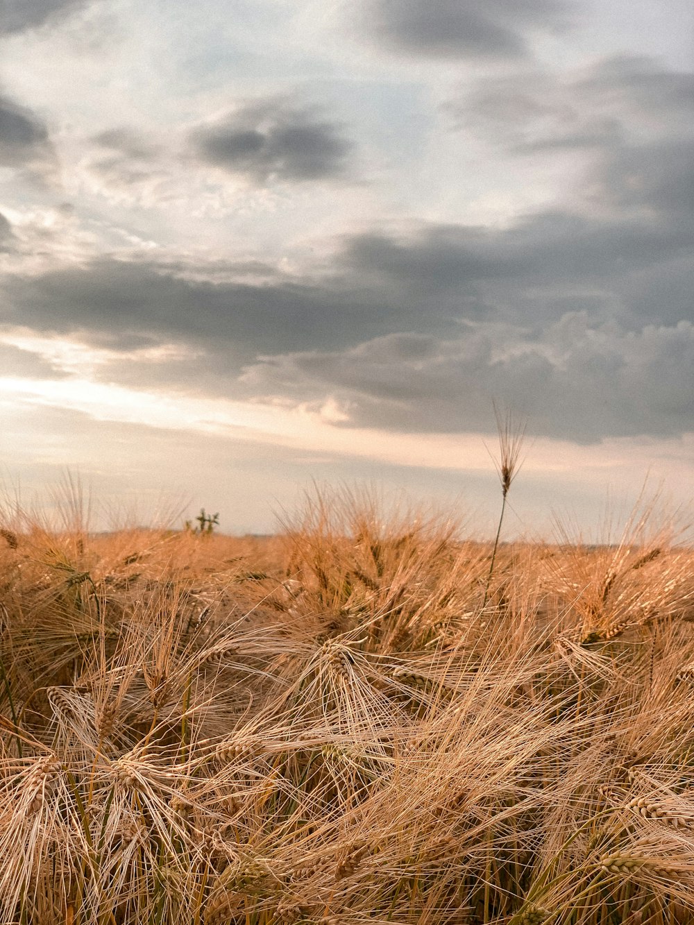 brown grass field under cloudy sky during daytime