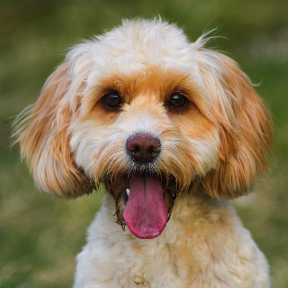 white curly coated small dog