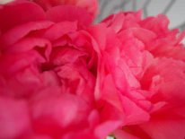 Close-up of delicate petals in layered shades of pink, symbolizing feminine strength and passion.