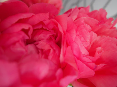 Close-up of delicate petals in layered shades of pink, symbolizing feminine strength and passion.