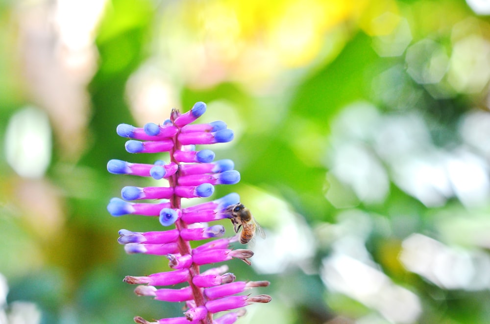 honeybee perched on purple flower in close up photography during daytime