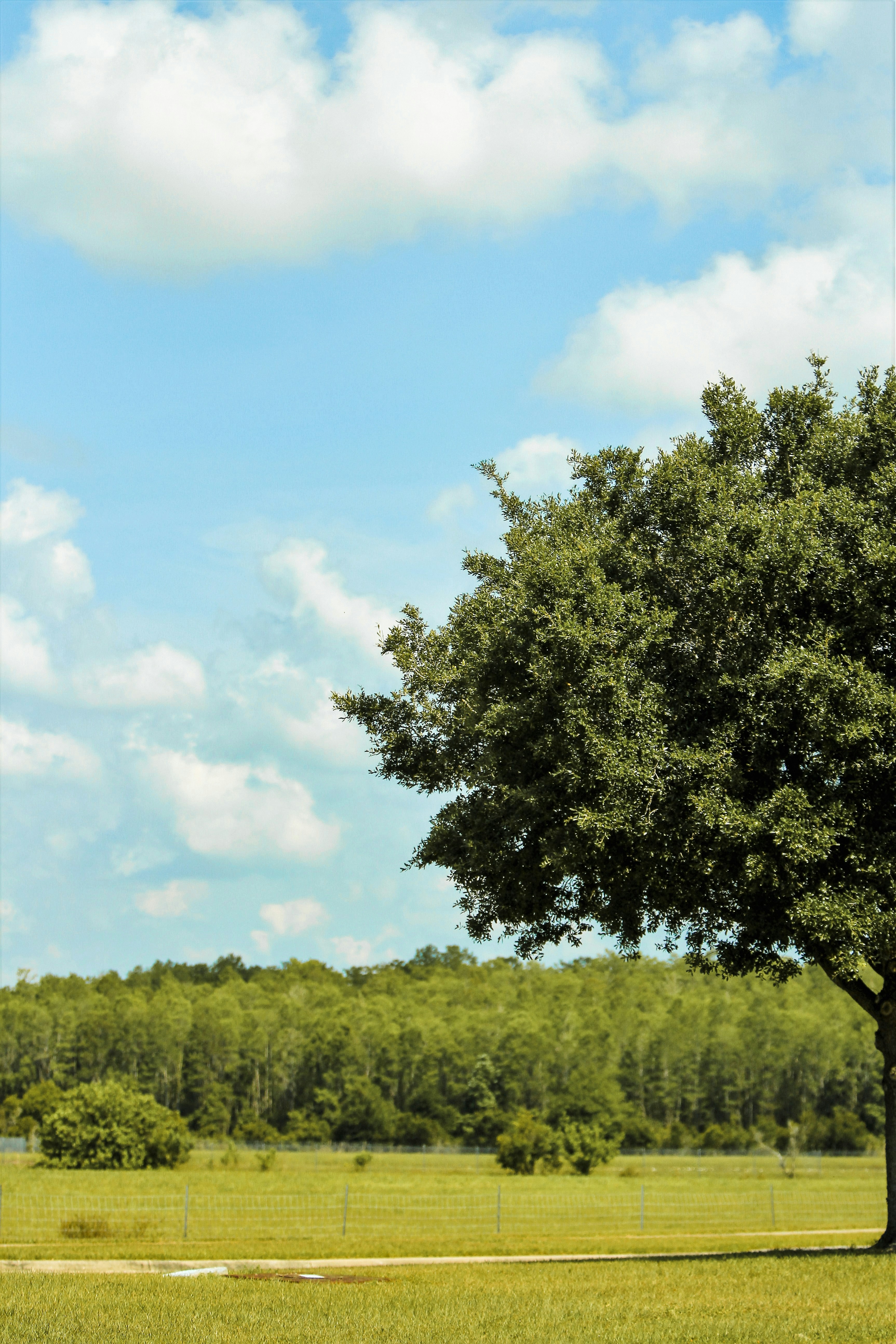 green tree under blue sky during daytime