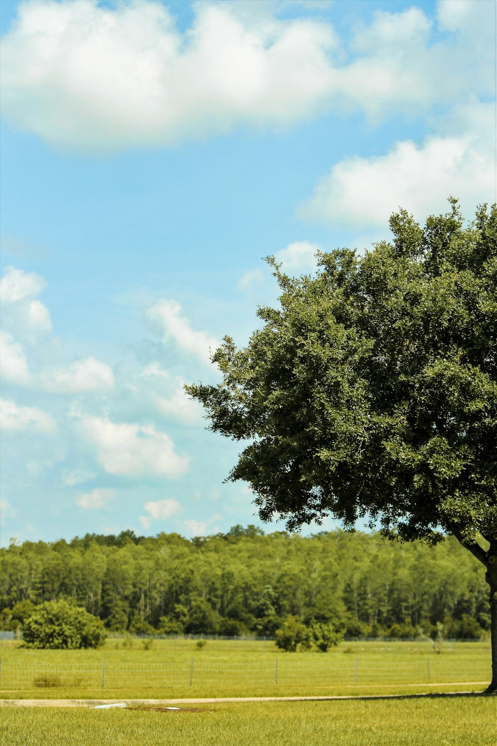 green tree under blue sky during daytime