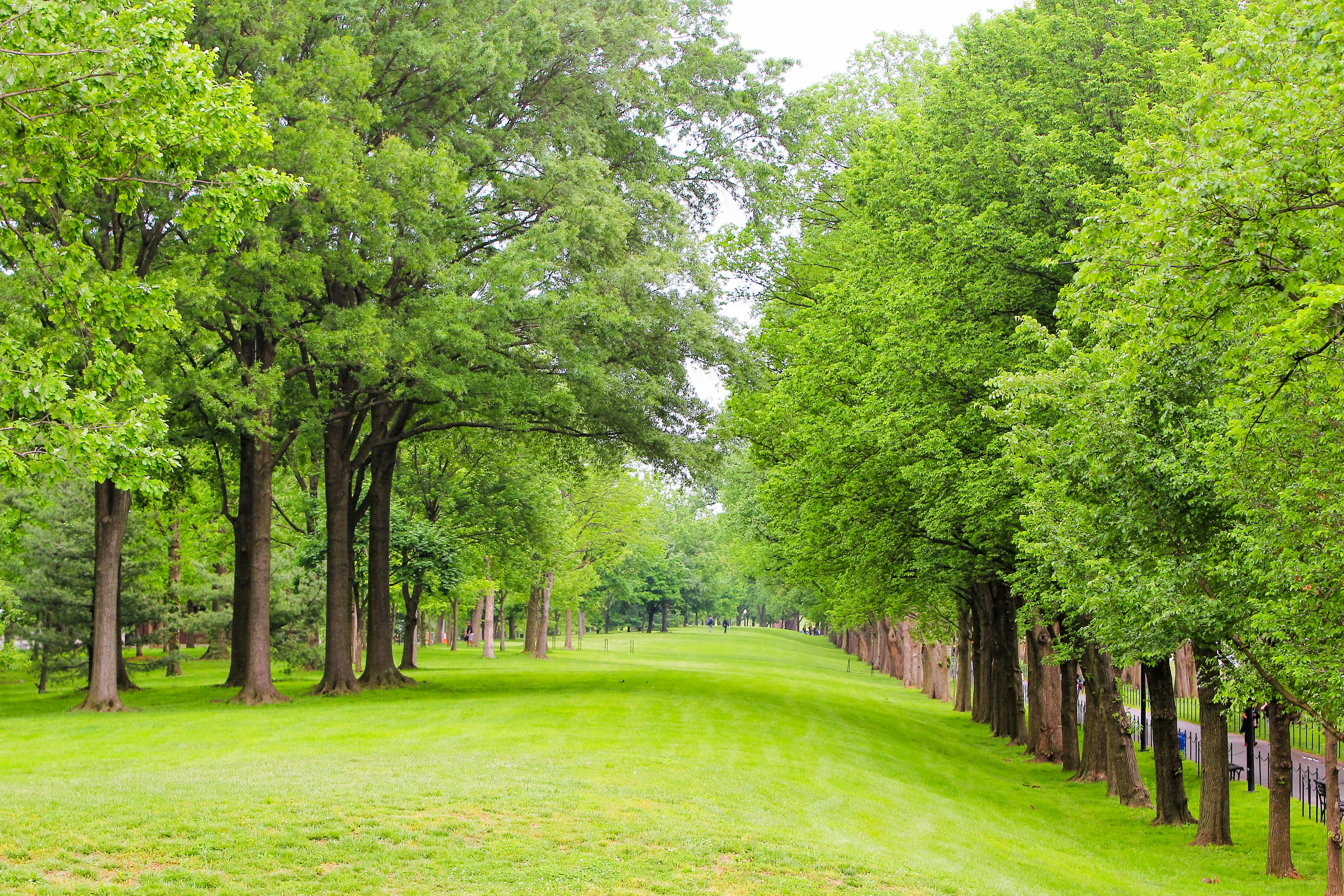 green grass field with trees