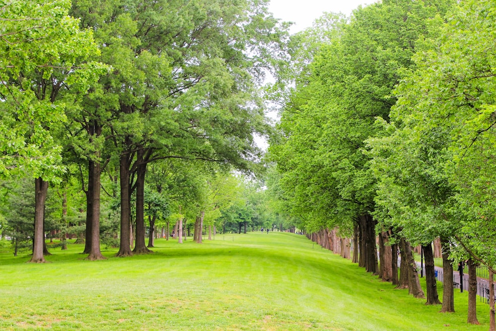 green grass field with trees