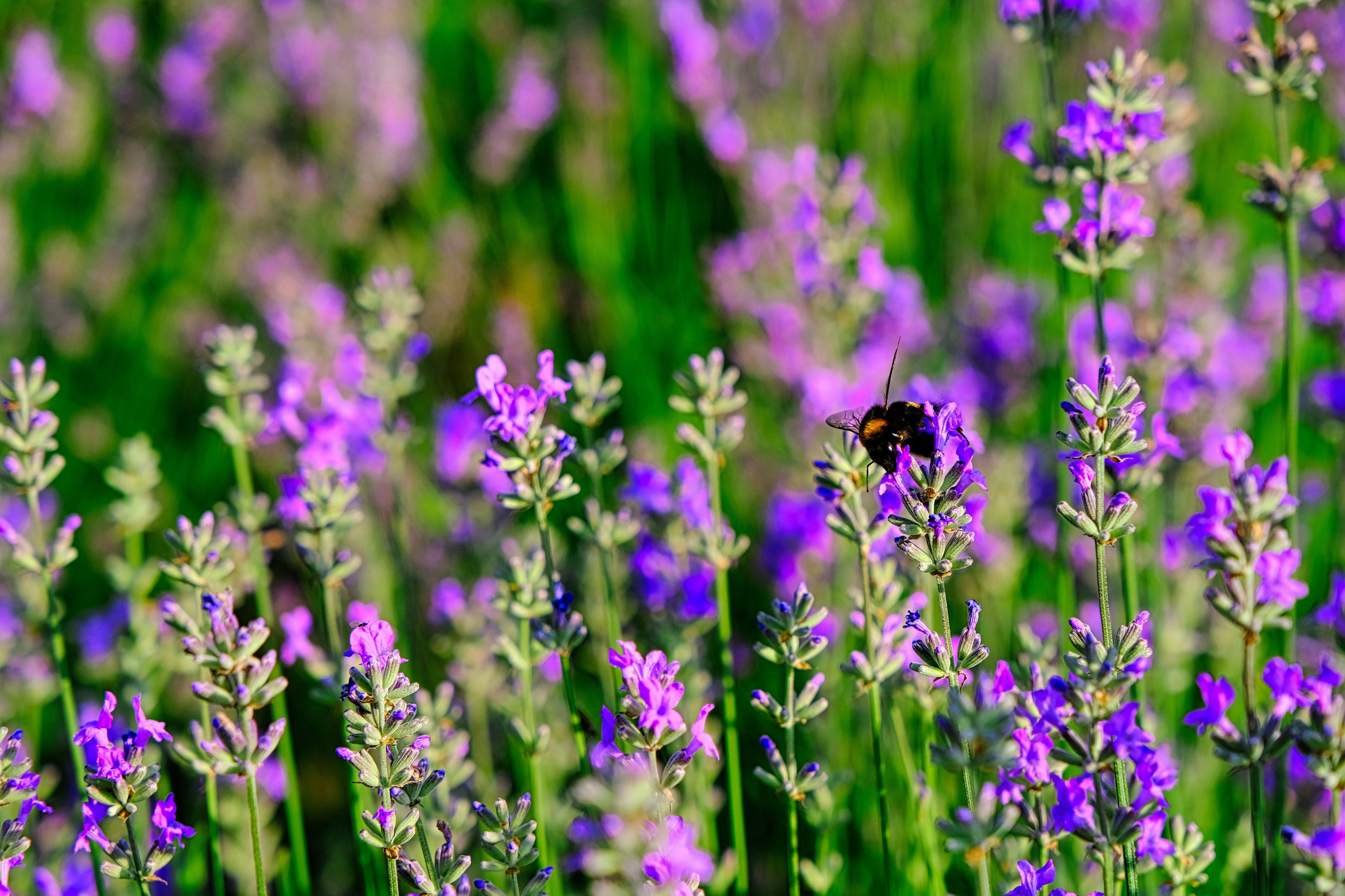 Photo by egorkomarov