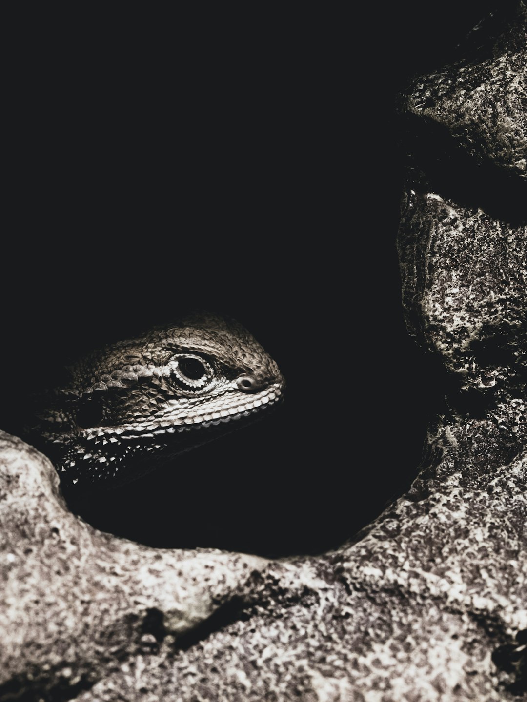 black and brown lizard on brown rock