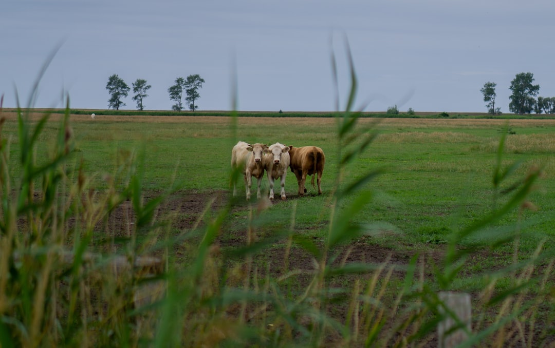 herd of cow on green grass field during daytime