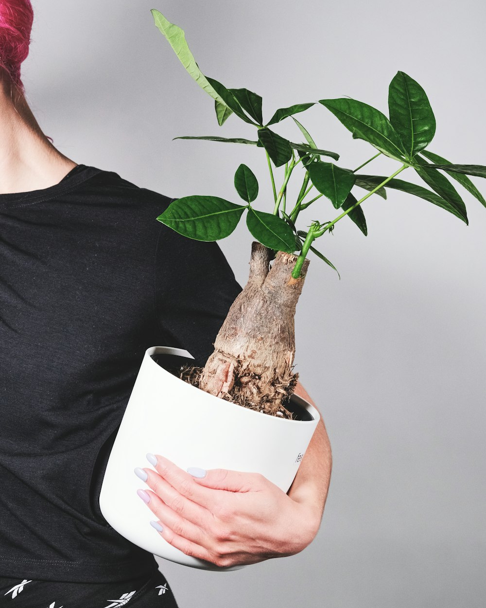 person holding green plant in white pot