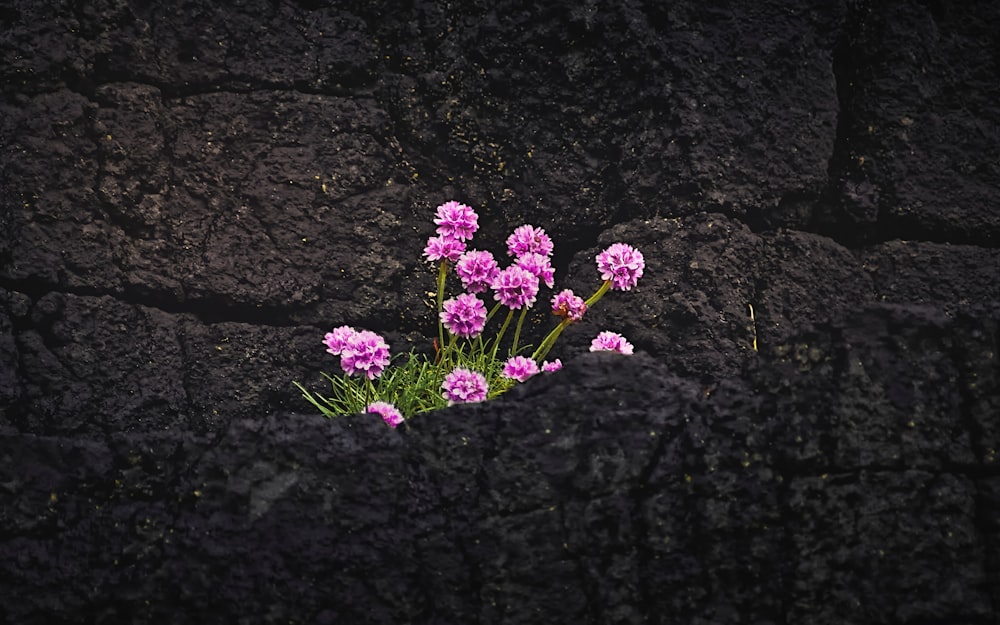 purple flowers on black rock