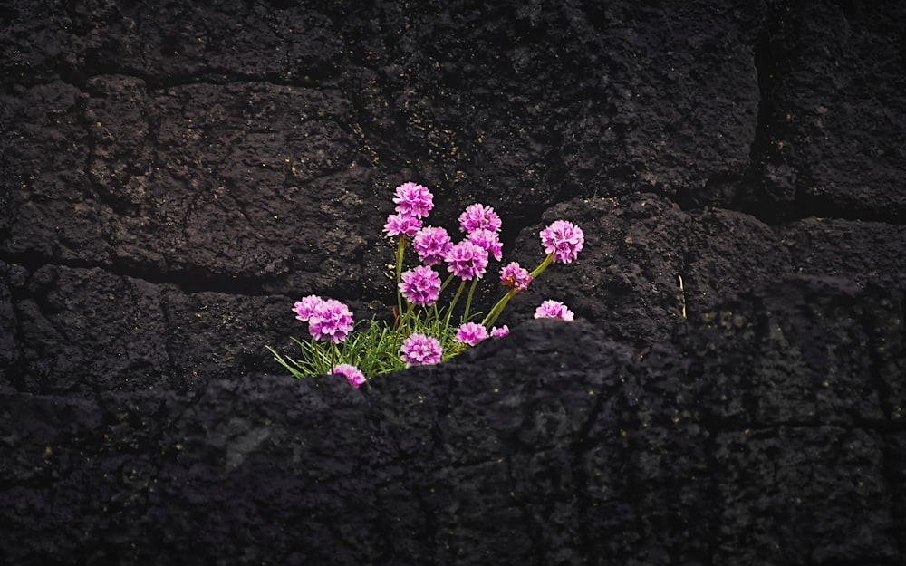 Flores púrpuras sobre roca negra