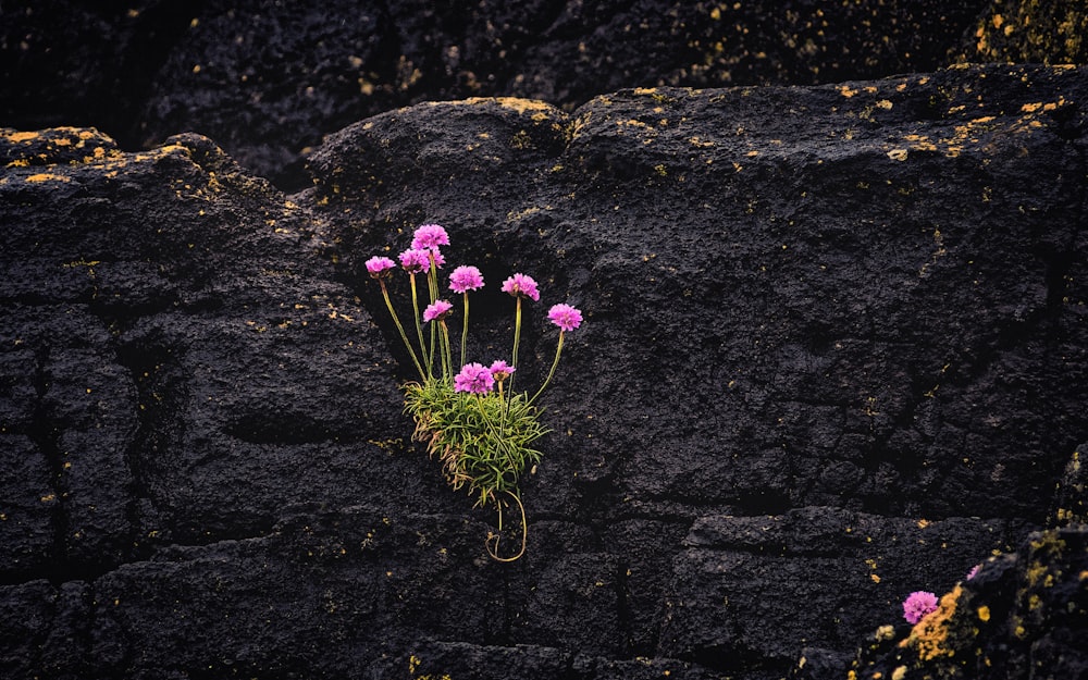 黒い岩にピンクの花