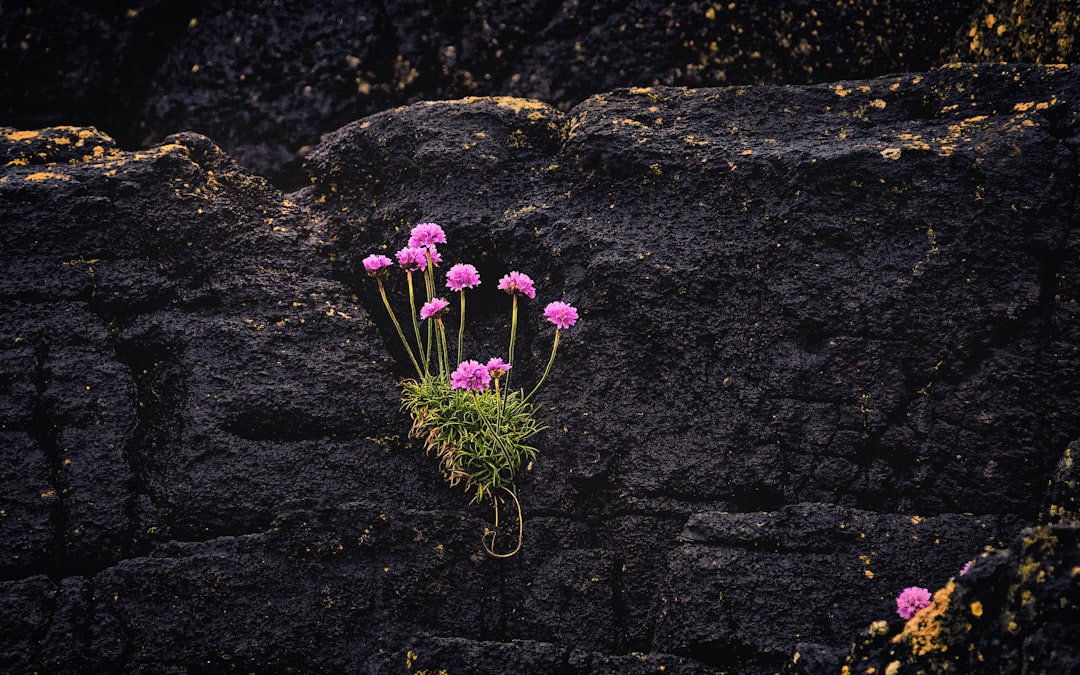 pink flowers on black rock