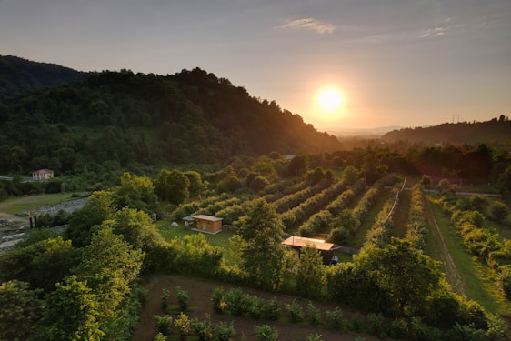 A serene landscape showcasing lush green plots with a backdrop of the spiritual hills around Barsana at sunset.