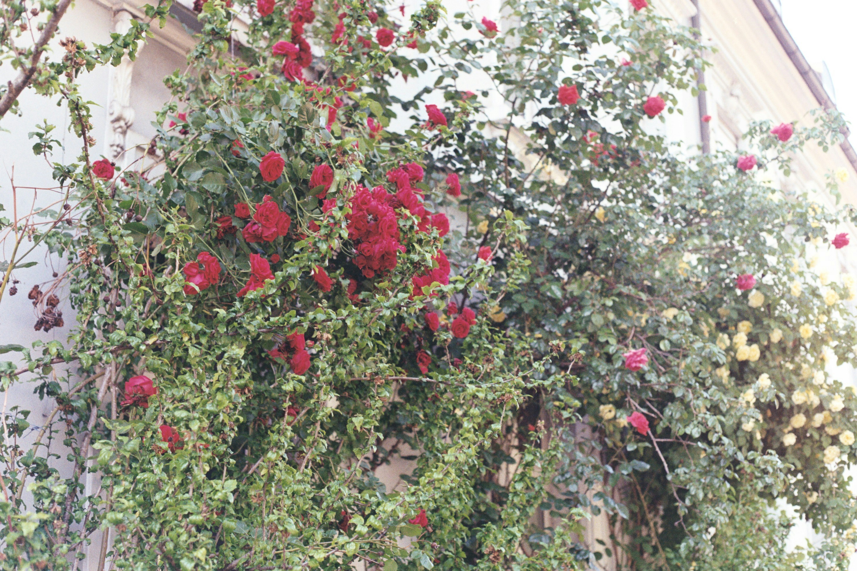 Garten der Freundschaft