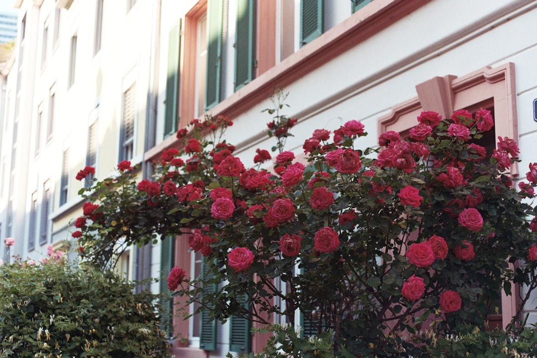 red flowers with green leaves