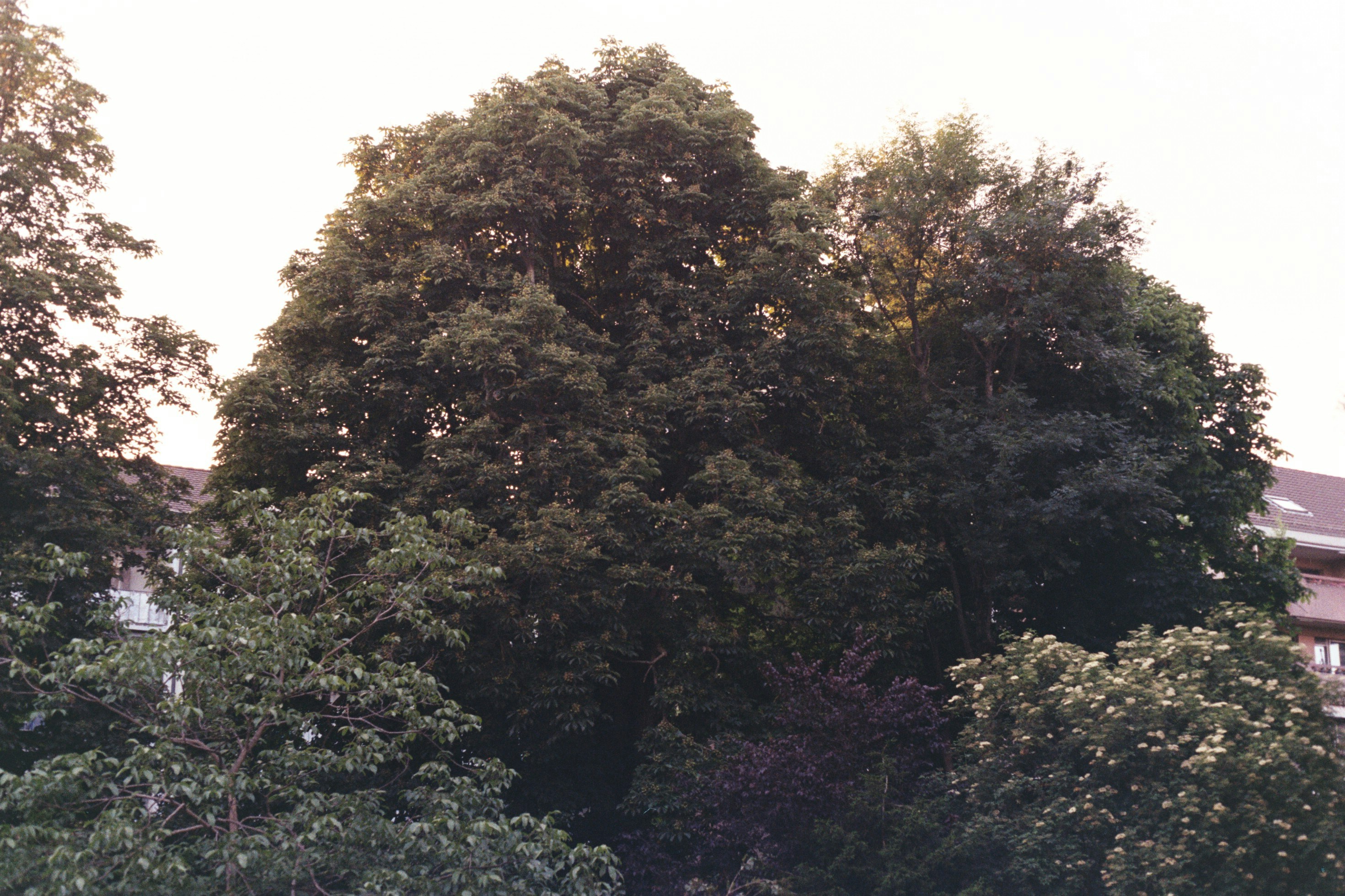 Photo by laurenceziegler