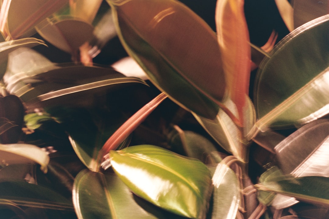 green and brown plant leaves