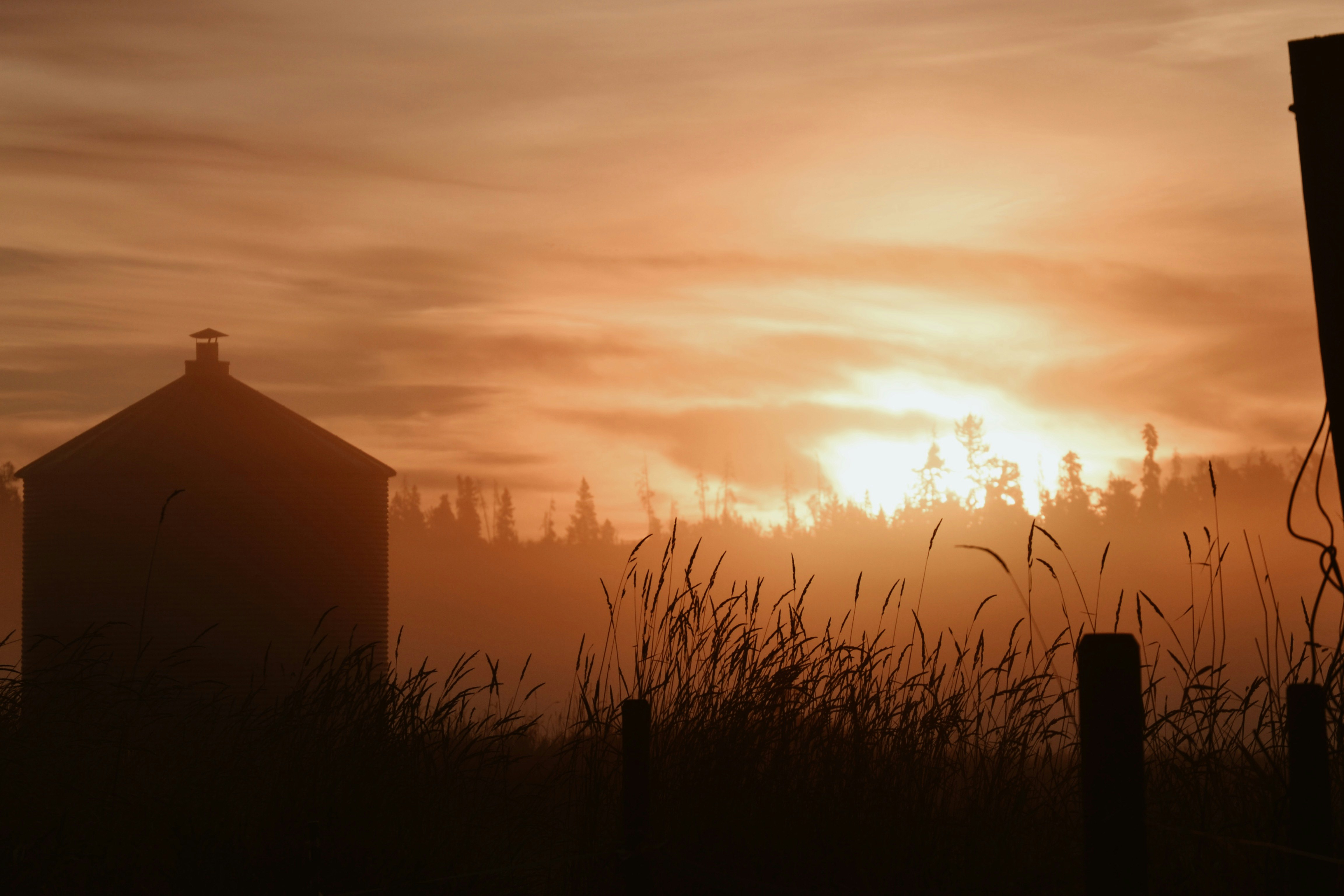 silhouette of grass during sunset