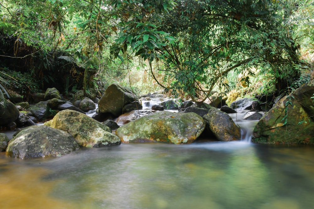 green trees beside river during daytime