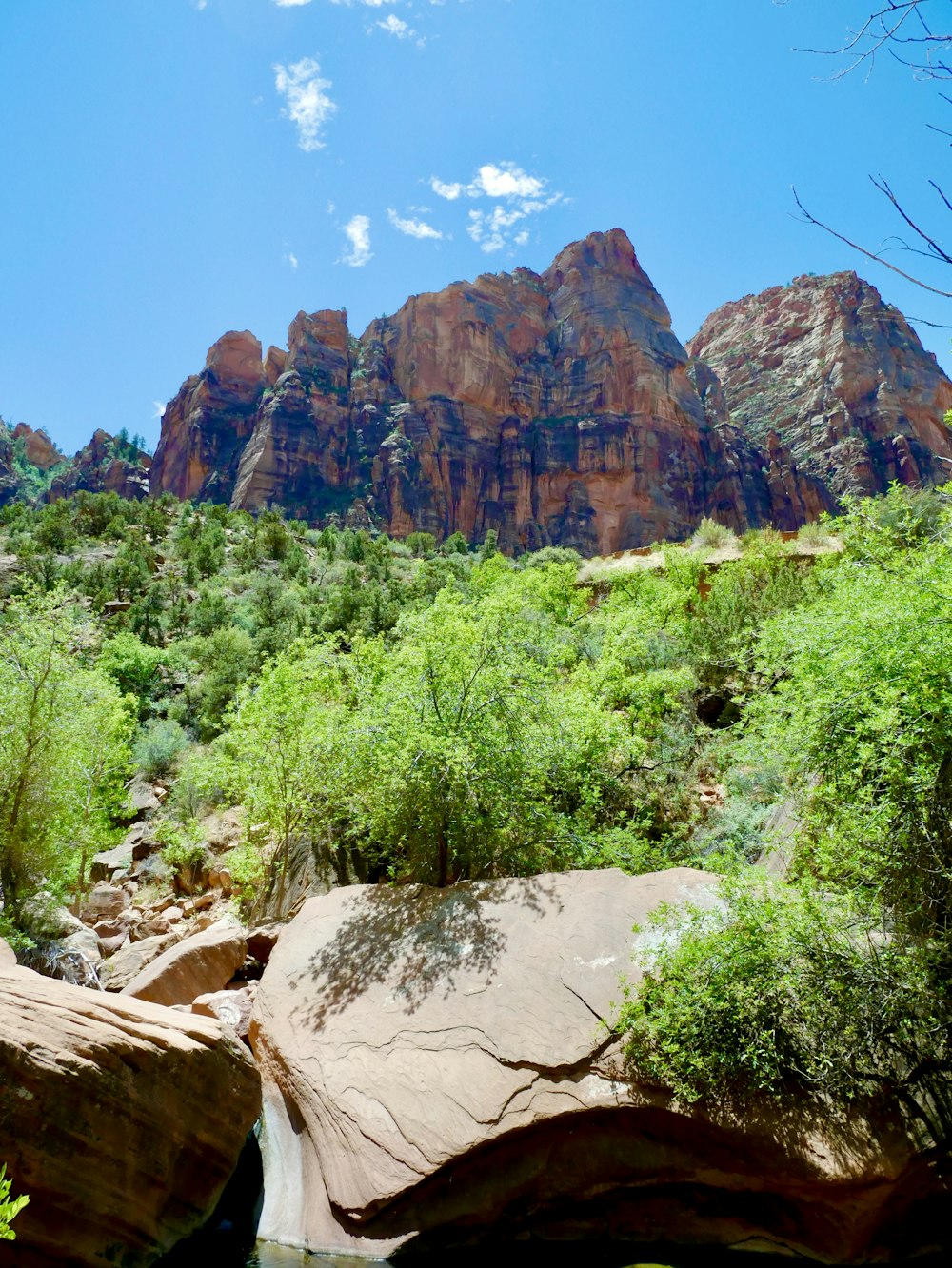 green trees on mountain during daytime