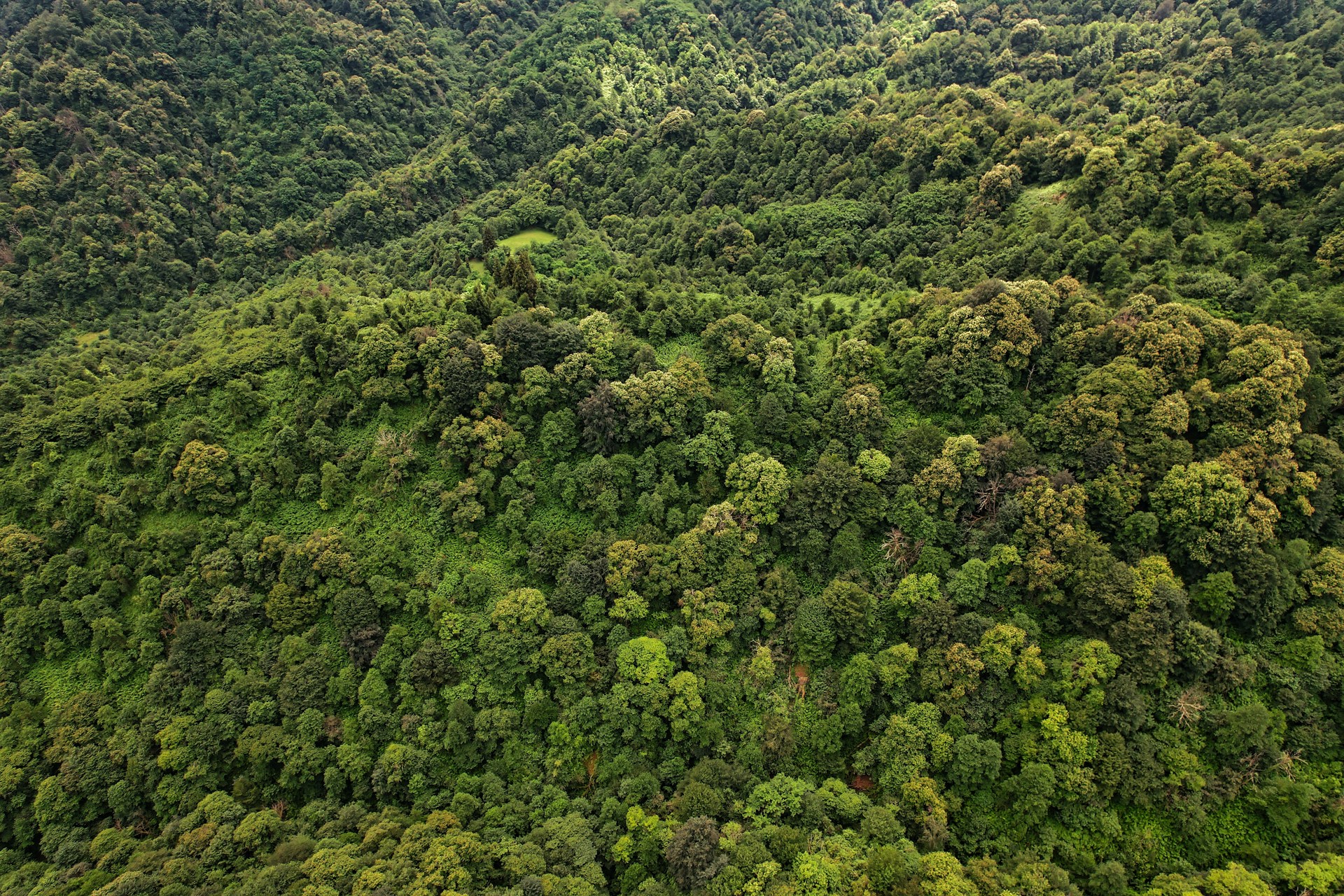 green trees on mountain during daytime