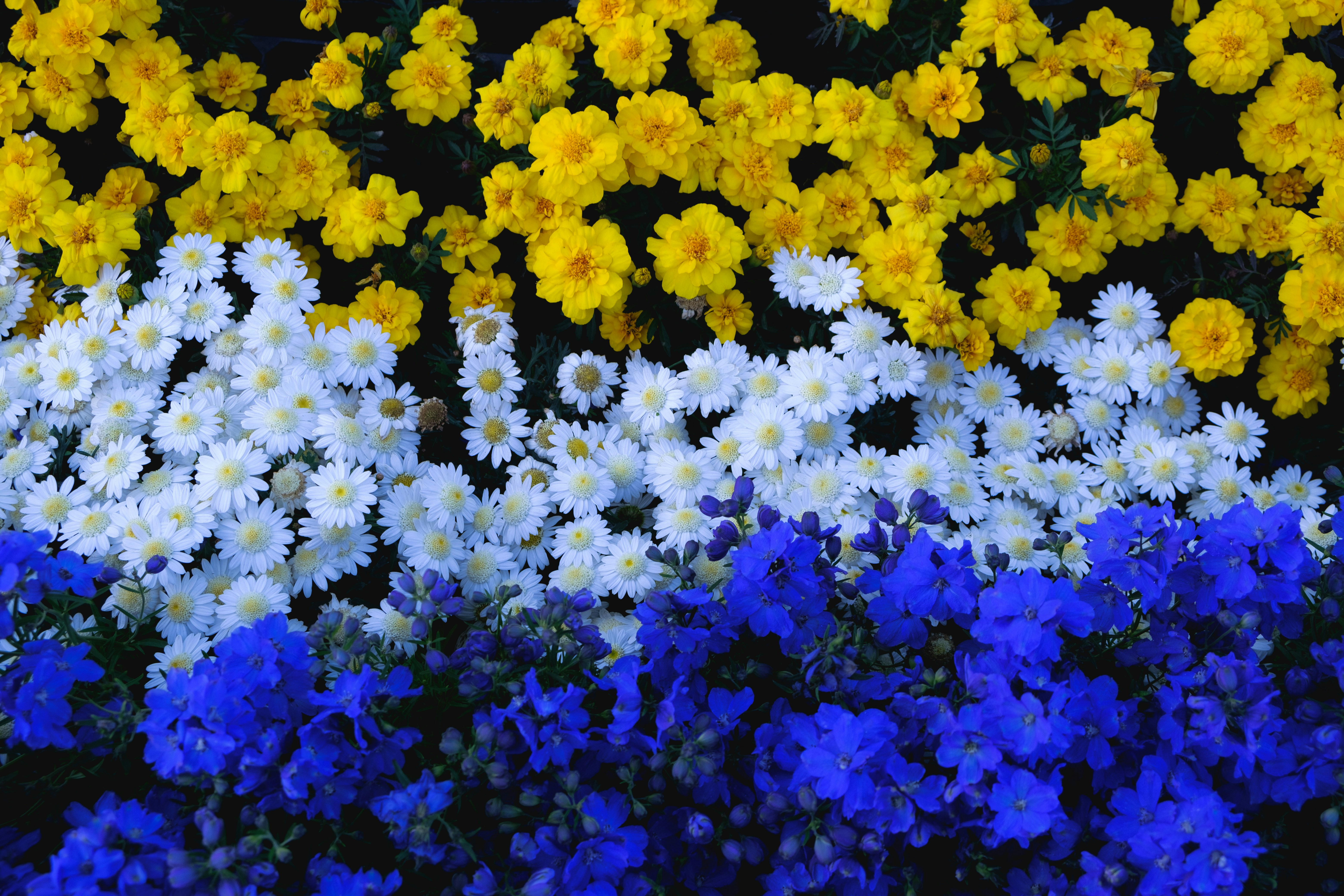 white and blue flowers on green grass field
