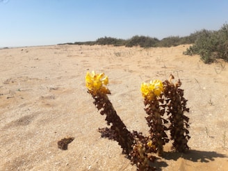 A desert landscape where wild aloe vera plants grow under bright sunlight.