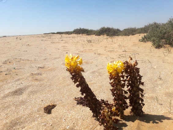 A sunlit desert landscape dotted with thriving medicinal plants and researchers examining them closely.