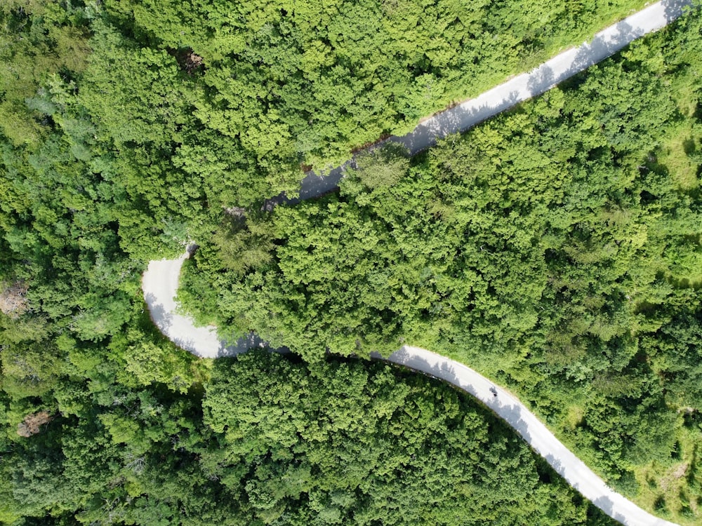 aerial view of green forest