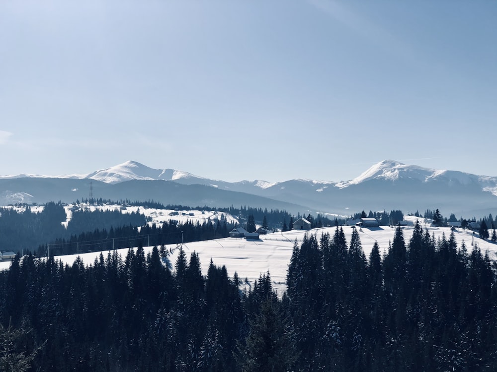 Grüne Kiefern in der Nähe des schneebedeckten Berges während des Tages