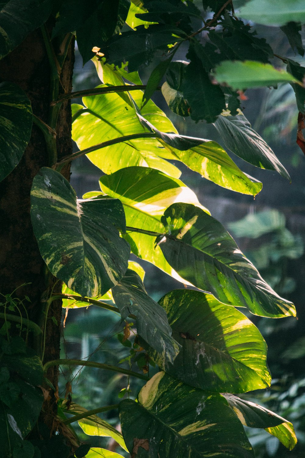 green leaves in tilt shift lens