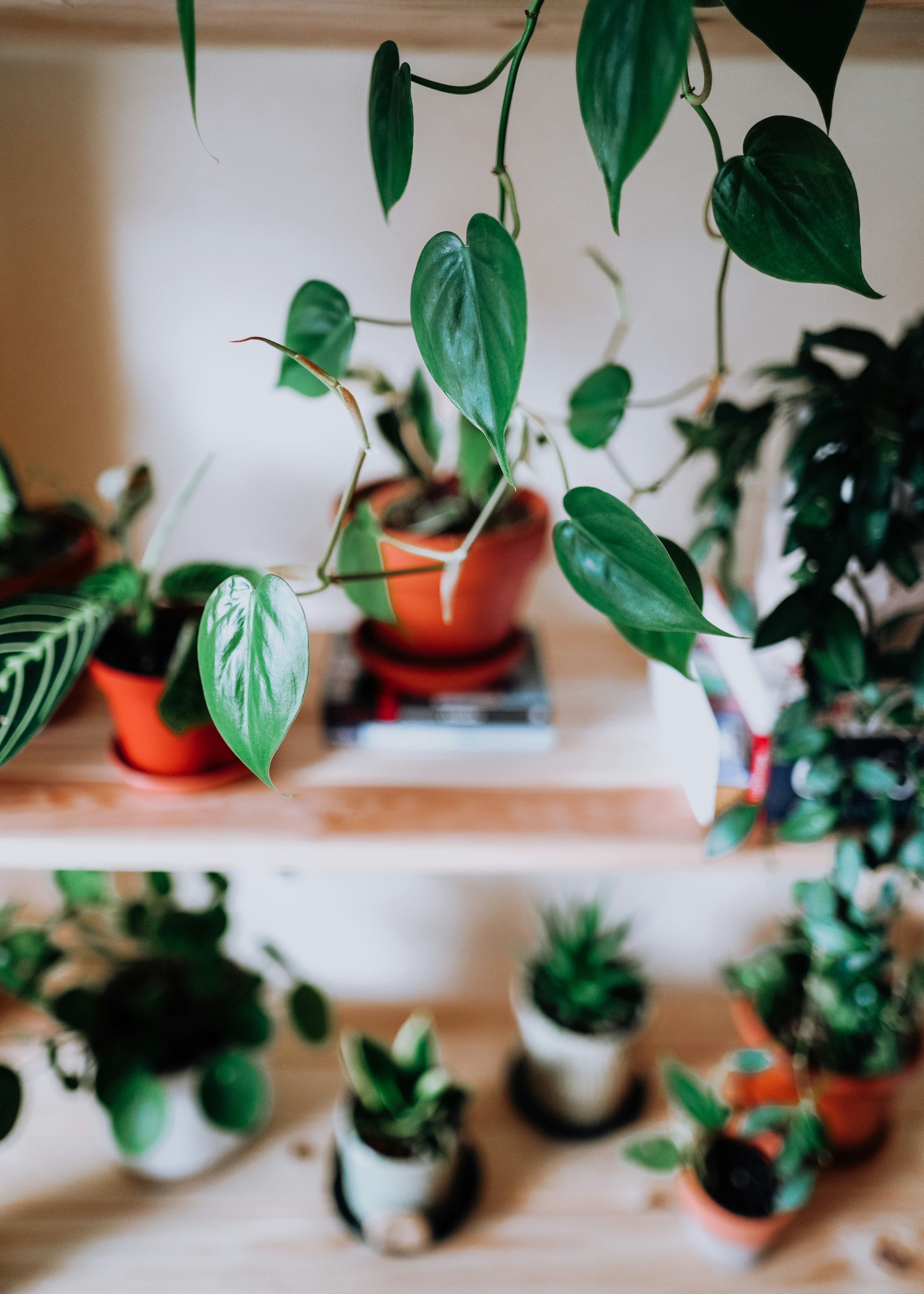 Photo by leavesandroots_