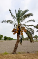 A date palm tree stands prominently in a flat, arid landscape. The tree is laden with clusters of ripe dates, and its long, feathery fronds extend outward. In the background, there are more palm trees and patches of green vegetation under a cloudy sky.